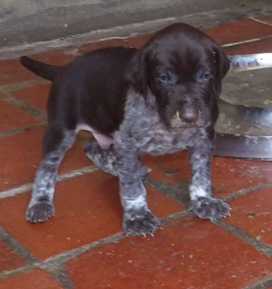 du vallon de Beaudini - Chiots disponibles - Braque allemand à poil court