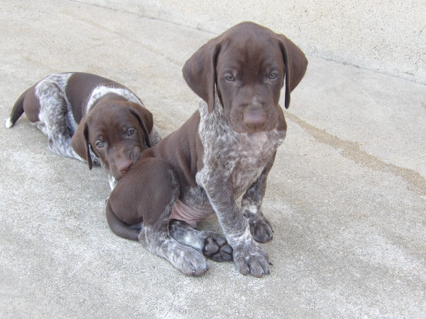 du vallon de Beaudini - Chiots disponibles - Braque allemand à poil court