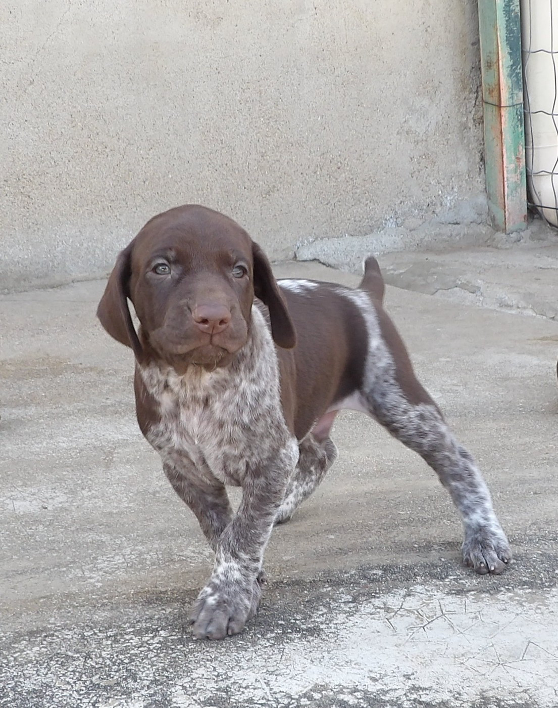 du vallon de Beaudini - Chiots disponibles - Braque allemand à poil court
