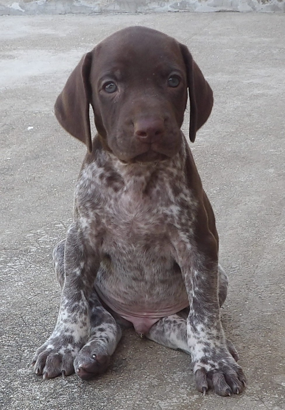 du vallon de Beaudini - Chiots disponibles - Braque allemand à poil court