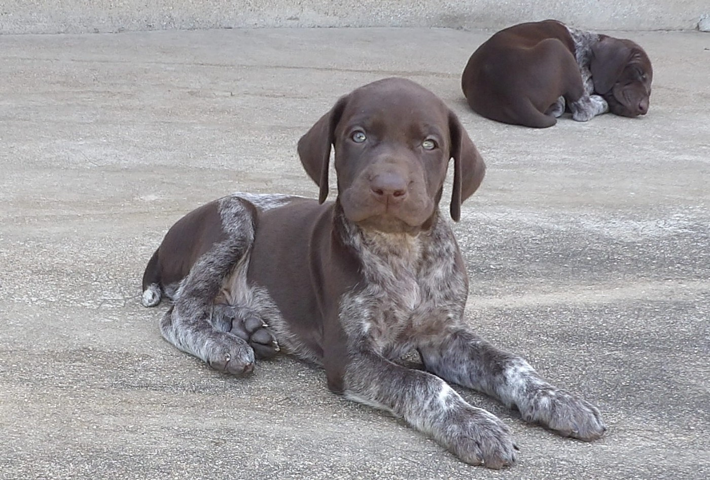 du vallon de Beaudini - Chiots disponibles - Braque allemand à poil court