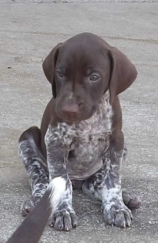 du vallon de Beaudini - Chiots disponibles - Braque allemand à poil court