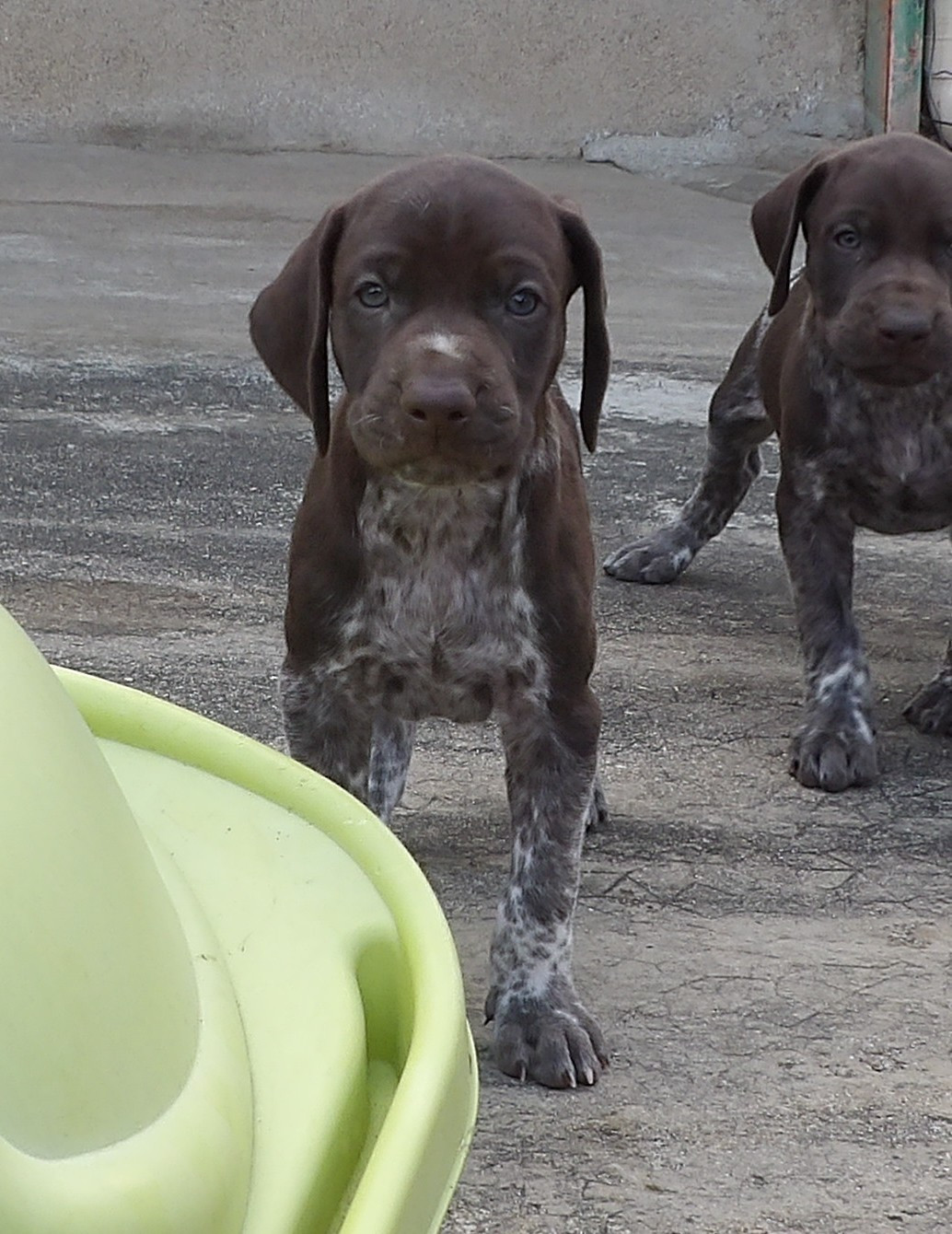 du vallon de Beaudini - Chiots disponibles - Braque allemand à poil court