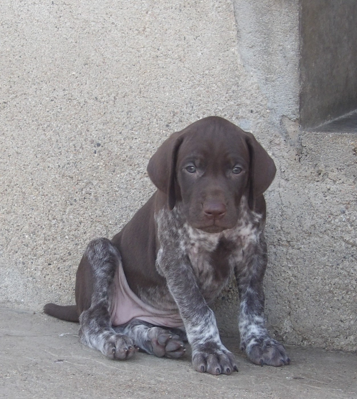 du vallon de Beaudini - Chiots disponibles - Braque allemand à poil court