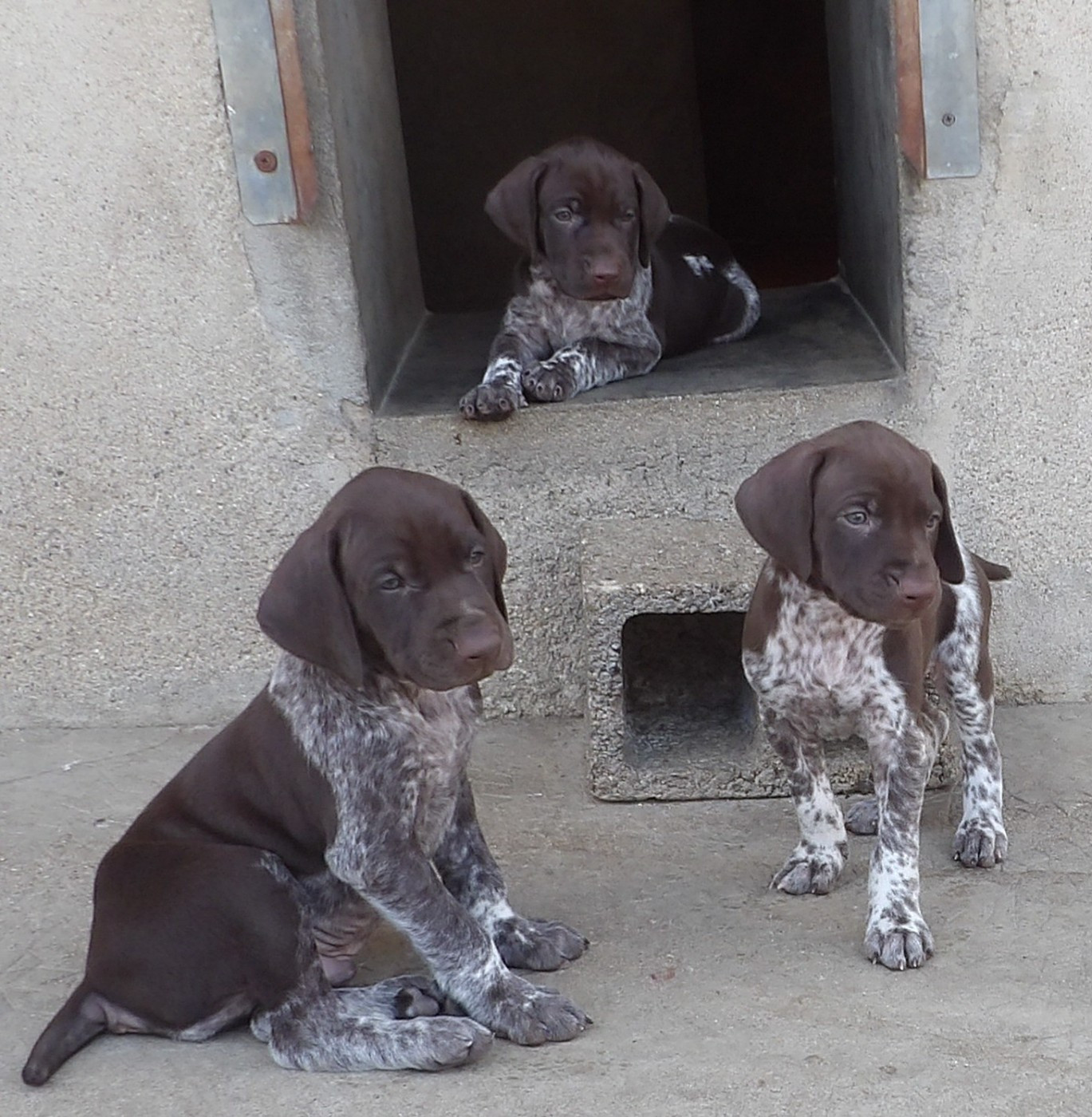 Chiot Braque allemand à poil court du vallon de Beaudini