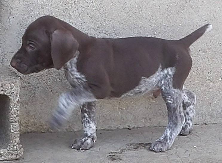 du vallon de Beaudini - Chiots disponibles - Braque allemand à poil court
