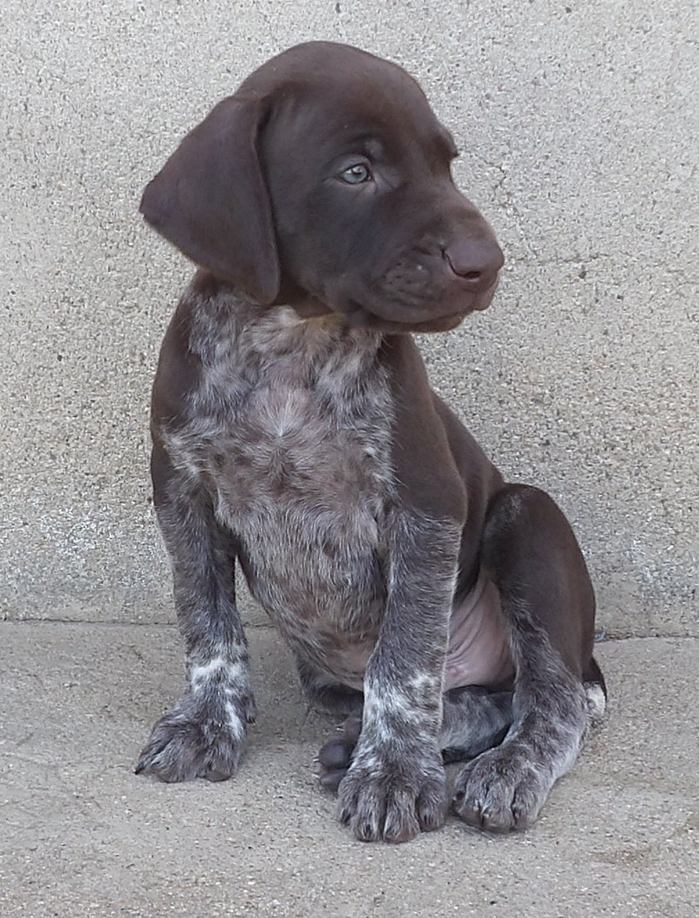 du vallon de Beaudini - Chiots disponibles - Braque allemand à poil court