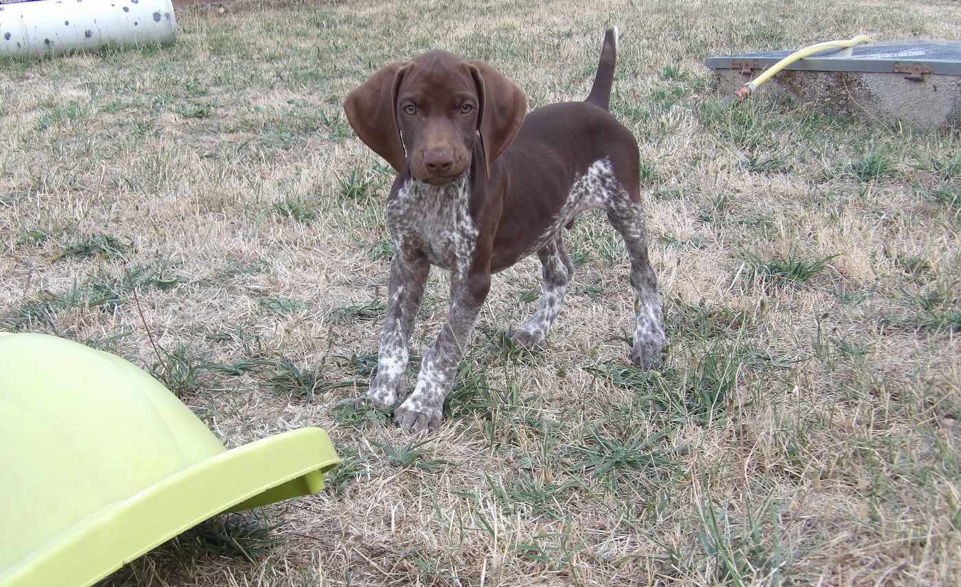 du vallon de Beaudini - Chiots disponibles - Braque allemand à poil court