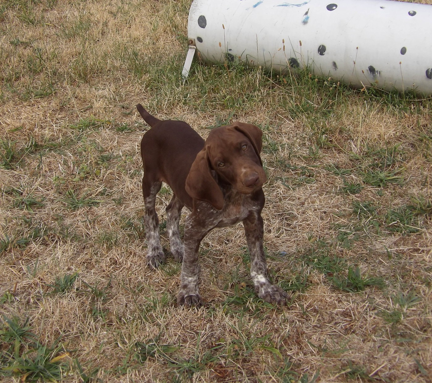 du vallon de Beaudini - Chiots disponibles - Braque allemand à poil court