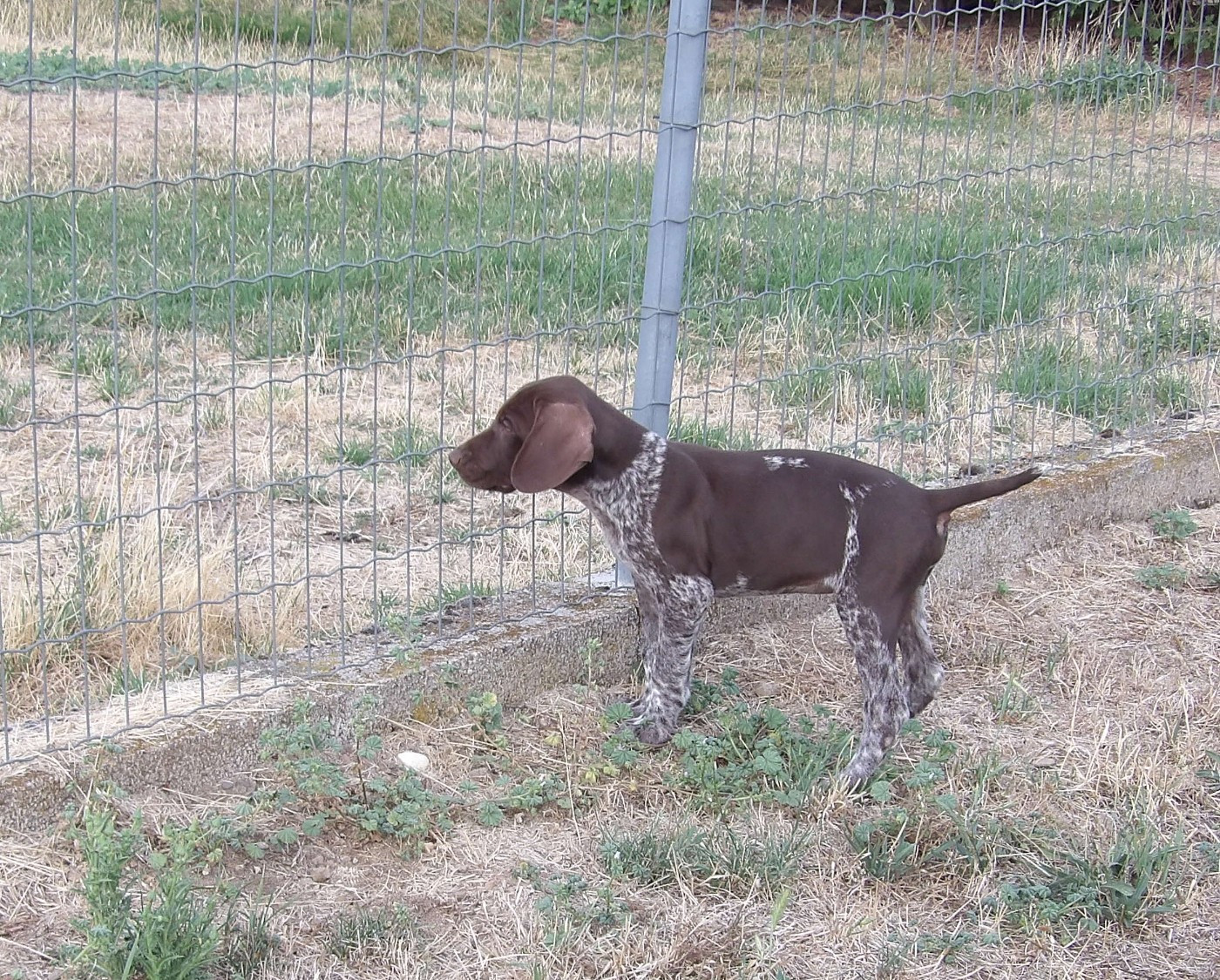 du vallon de Beaudini - Chiots disponibles - Braque allemand à poil court
