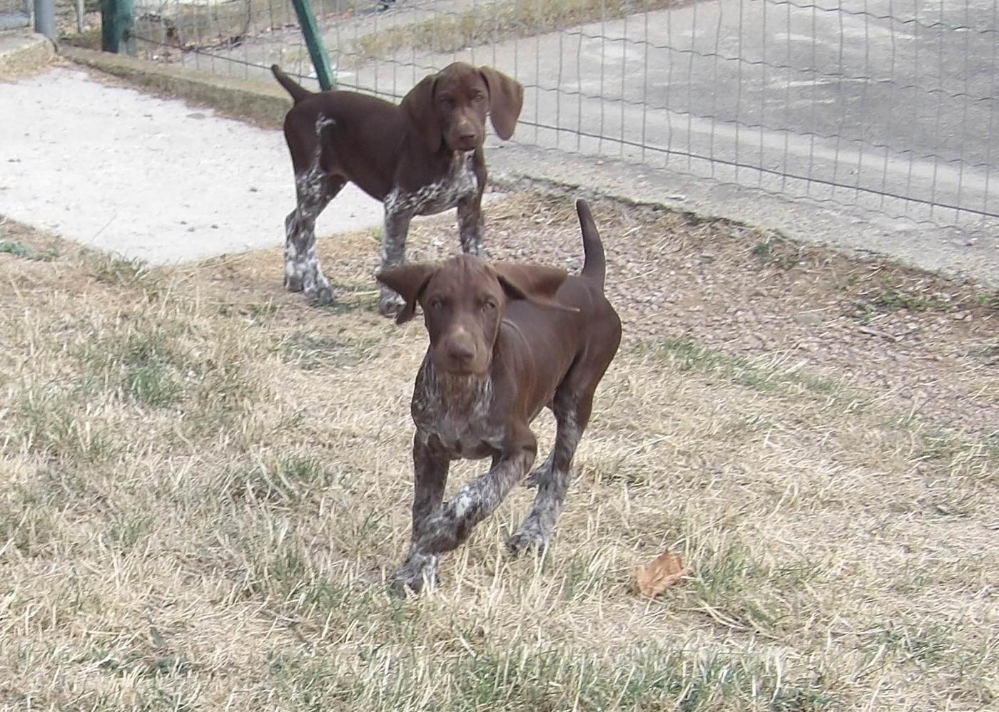 du vallon de Beaudini - Chiots disponibles - Braque allemand à poil court