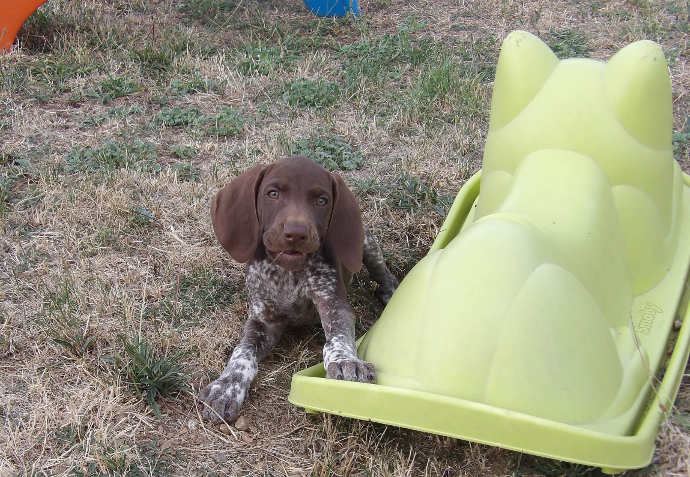 du vallon de Beaudini - Chiots disponibles - Braque allemand à poil court
