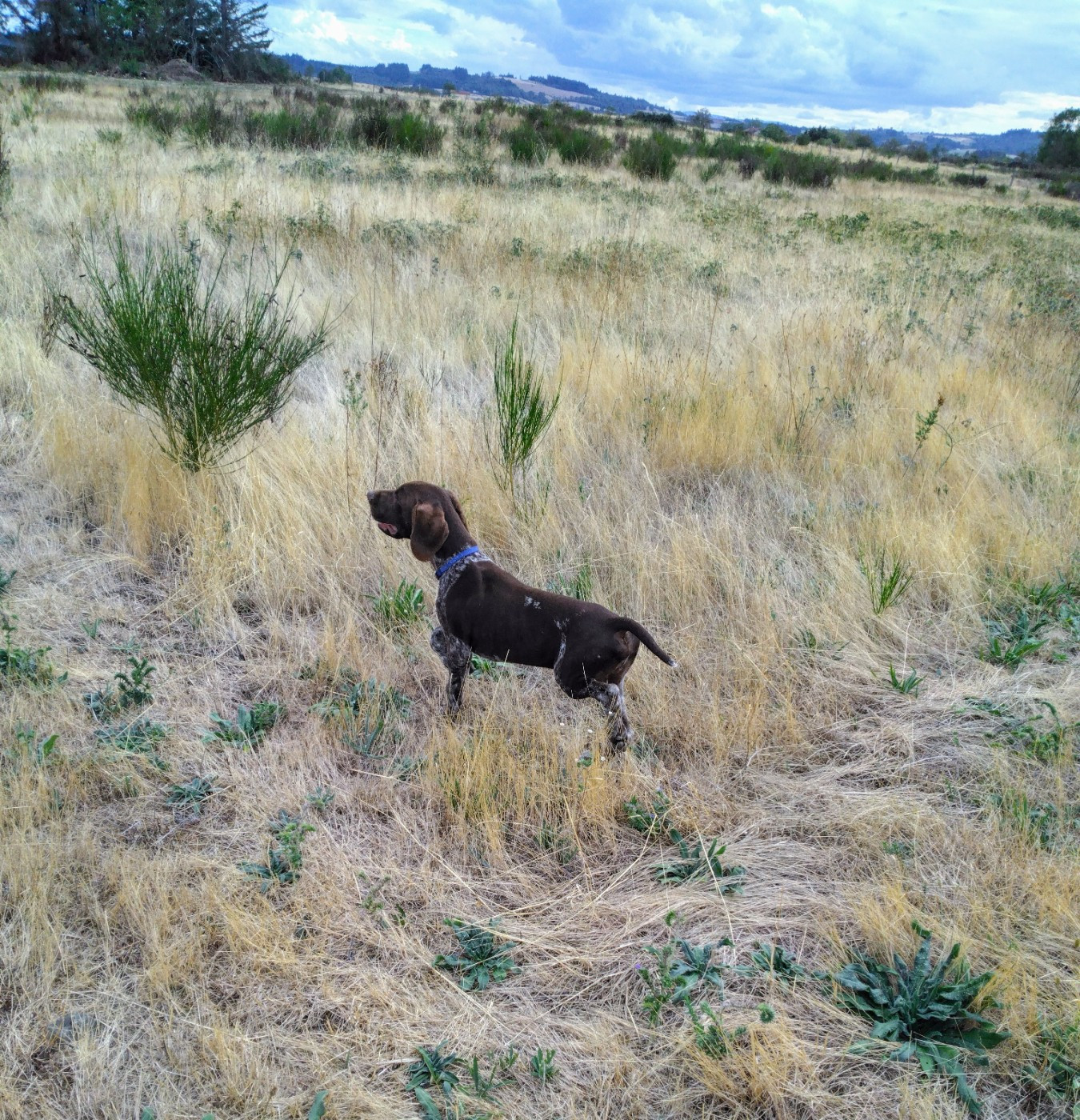 du vallon de Beaudini - Chiots disponibles - Braque allemand à poil court