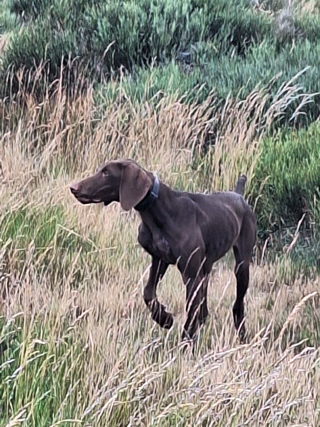 du vallon de Beaudini - Chiots disponibles - Braque allemand à poil court