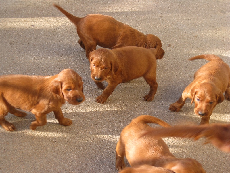 Chiot Setter irlandais rouge du vallon de Beaudini