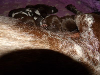 Chiot N°3