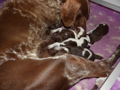 Chiot N°2