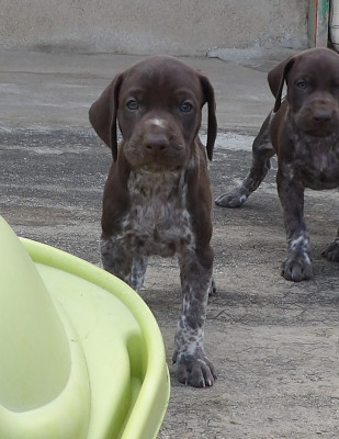 Chiot N°6