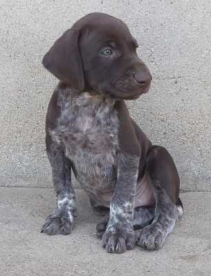 Chiot N°4