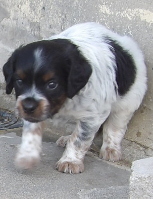 BALOU du vallon de beaudini