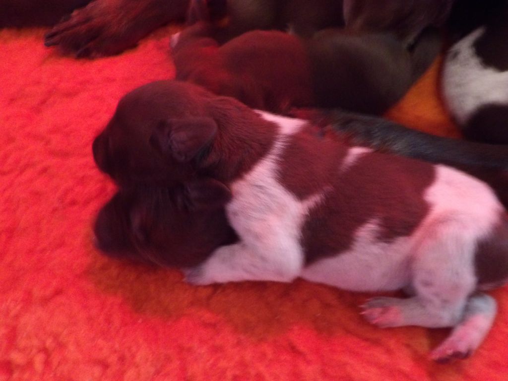 du vallon de Beaudini - Chiots disponibles - Braque allemand à poil court