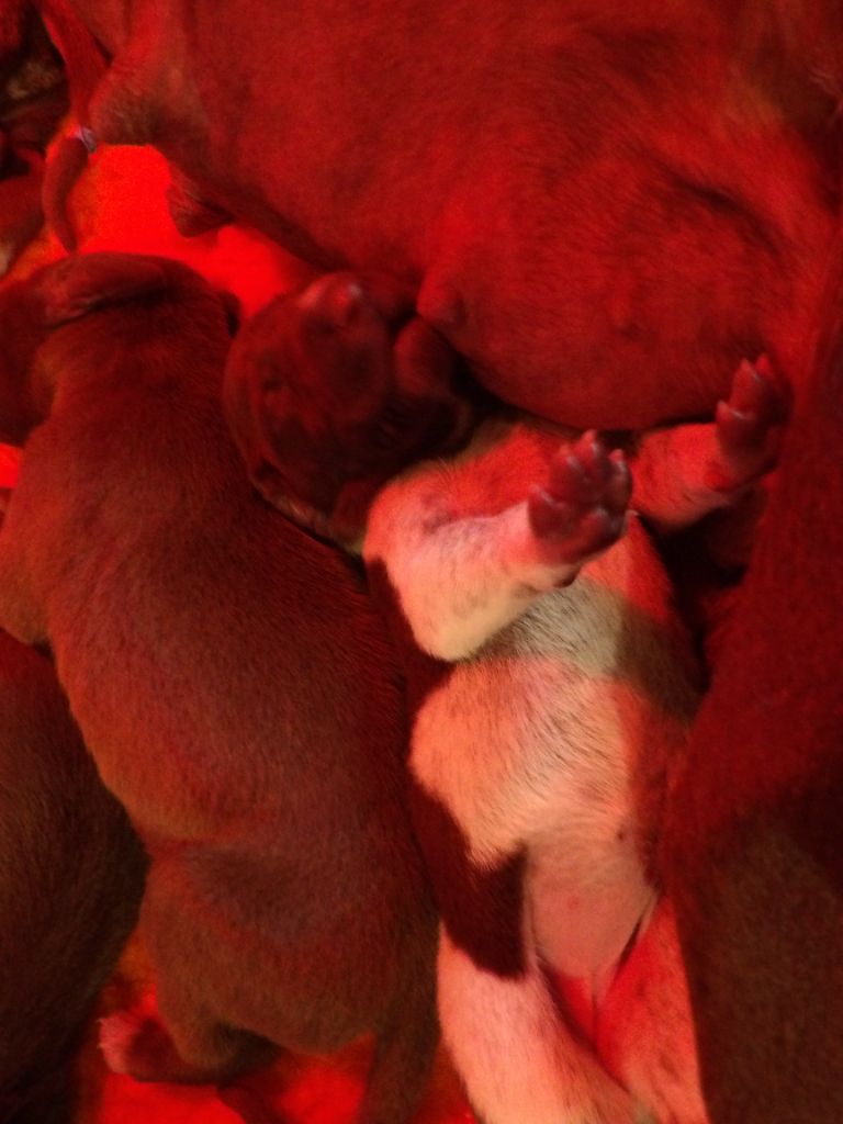 du vallon de Beaudini - Chiots disponibles - Braque allemand à poil court