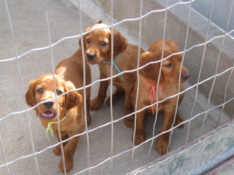 Chiot Setter irlandais rouge du vallon de Beaudini